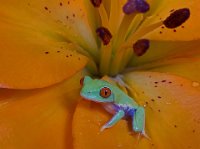 404 - RED EYED TREE FROG 7 - WOOD KEITH - united kingdom